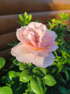 IMG_20250705_195519.jpg