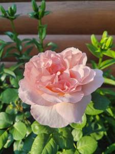 IMG_20250705_195530.jpg