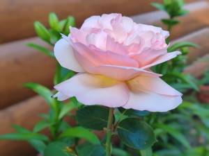 IMG_20250705_200415.jpg
