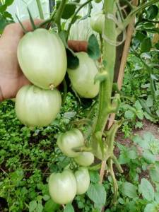 IMG_20250706_111654.jpg