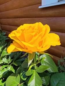 IMG_20250706_112929.jpg