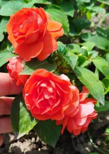 IMG_20250706_131142.jpg