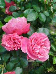 IMG_20250706_131518.jpg