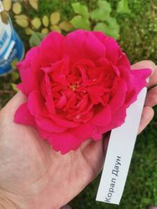 IMG_20250708_103545.jpg