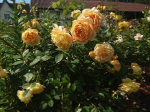 IMG_20250708_111441.thumb.jpg.448135c56fc288cd8a634001f74e0813.jpg