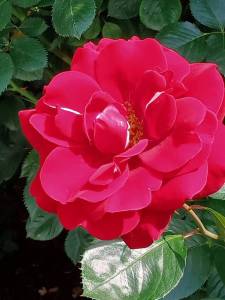 IMG_20250708_120332_668.jpg