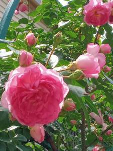 IMG_20250708_120351_965.jpg