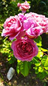 IMG_20250708_133254.thumb.jpg.adfa66c4016f09257c008fc851b17bf8.jpg