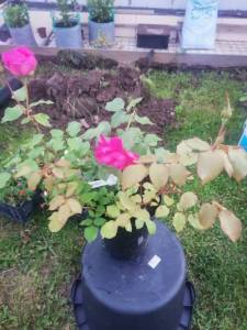 IMG_20250708_214451.jpg
