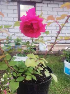 IMG_20250708_214500.jpg