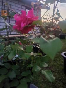 IMG_20250708_214602.jpg