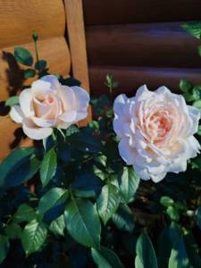 IMG_20250708_222739.jpg