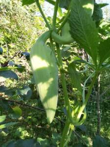 IMG_20250709_073917.jpg