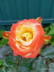 IMG_20250709_082412.jpg
