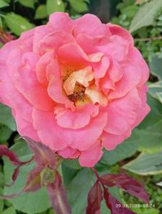 IMG_20250709_082449.jpg