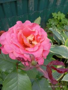 IMG_20250709_082723.jpg