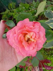 IMG_20250709_082904.jpg