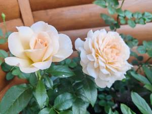 IMG_20250709_104157.jpg