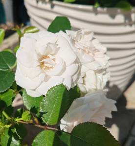 IMG_20250709_110508.jpg