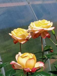 IMG_20250709_130941_402.jpg