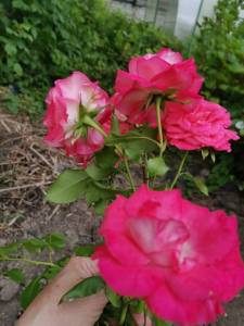 IMG_20250709_173336.jpg
