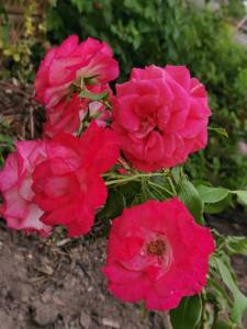 IMG_20250709_173453.jpg