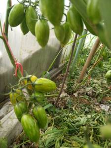 IMG_20250709_175949.jpg