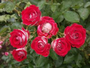 IMG_20250709_185507.thumb.jpg.5bd3662a0cf6d7f66d3fc6205f3a68e1.jpg