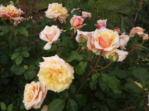 IMG_20250709_191441.thumb.jpg.8da74892e47fdf0e6b3e5cacdfd0b874.jpg