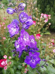 IMG_20250709_191952.thumb.jpg.58b6f3fe3e774cafe98e0035d0ca5b99.jpg