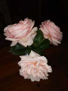 IMG_20250709_210302.thumb.jpg.c32708d3fc4b3b5cedd7295d42342e97.jpg