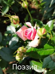 IMG_20250710_093608.thumb.jpg.86dd5b24052314f3d398e5b5c37b92c6.jpg