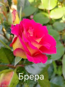 IMG_20250710_093834.thumb.jpg.60f3e0ce5cf405f3dda6bc53d62aa424.jpg