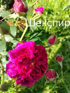 IMG_20250710_093936.thumb.jpg.a3ea7e8fa1b971e130ec29c9b5c5391b.jpg