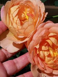 IMG_20250710_131955_176.jpg