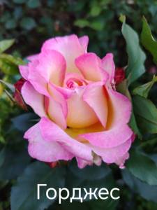 IMG_20250710_163733.thumb.jpg.03018c68d4e6ae92ec0c5908b66bdfe5.jpg