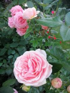IMG_20250710_190937.jpg