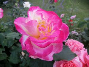 IMG_20250710_191220_1.jpg