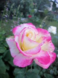 IMG_20250710_191229.jpg