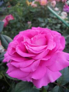 IMG_20250710_191319.jpg