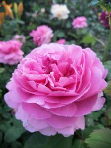 IMG_20250710_191353.jpg