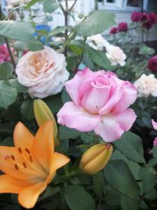 IMG_20250710_191429.jpg