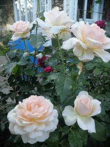 IMG_20250710_191453.jpg