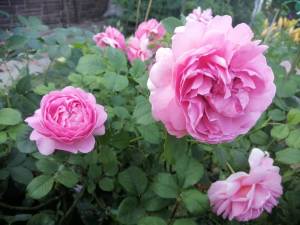 IMG_20250710_191511.jpg