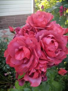 IMG_20250710_191552.jpg