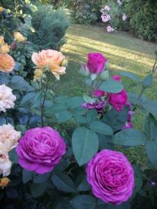 IMG_20250710_191647.jpg