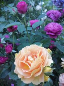 IMG_20250710_191824.jpg