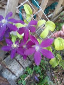 IMG_20250711_094839.jpg