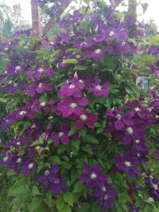IMG_20250711_203108.thumb.jpg.b2615474003021a76672b4c3da24a373.jpg
