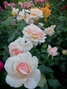 IMG_20250711_203835.jpg